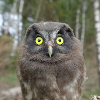 Great horned owl (Aegolius funereus), young bird looking attentively, animal portrait,