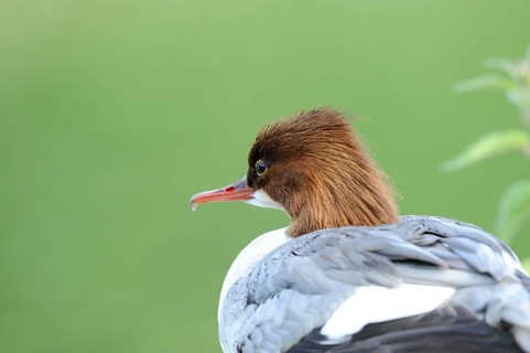 Close-up of a bird with a brown head and white plumage against a green background, Goosander