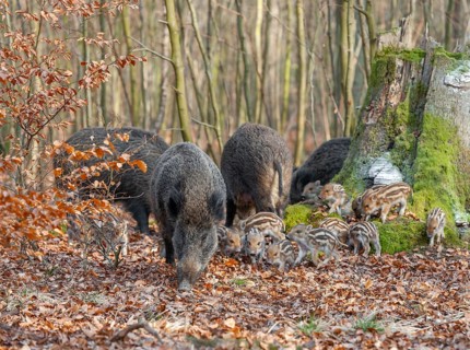 Wild boar, wild boar (Sus scrofa), bucks with young boars foraging in the forest, Germany, Europe
