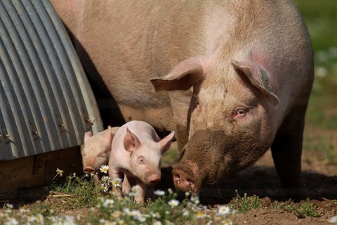 Domestic pig (Sus scrofa domesticus) adult mother and juvenile baby piglet farm animals in a field