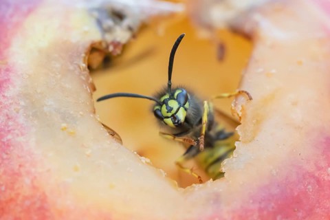 Common wasp (Vespula vulgaris) adult insect on fallen fruit in a garden in summer, England, United