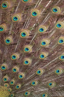 Indian peafowl or Peacock (Pavo cristatus) adult male bird displaying close up of its tail