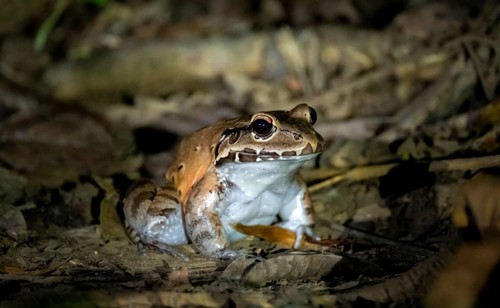 South American bullfrog (Leptodactylus pentadactylus), on the forest floor, at night, Puntarenas