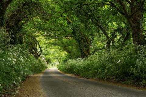 An avenue in Cornwall. The trees form a canopy. Cornwall, England, Great Britain