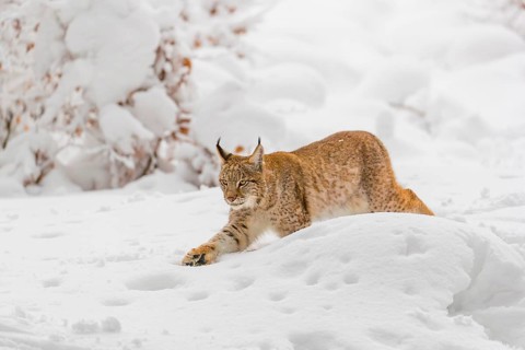 One young male Eurasian lynx, (Lynx lynx), walking through deep snow covered undergrowth in a