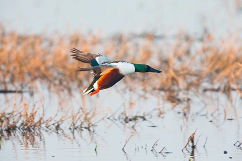 Northern Shoveler (Anas clypeata), male duck in flight, about to land on lake, island of Texel,