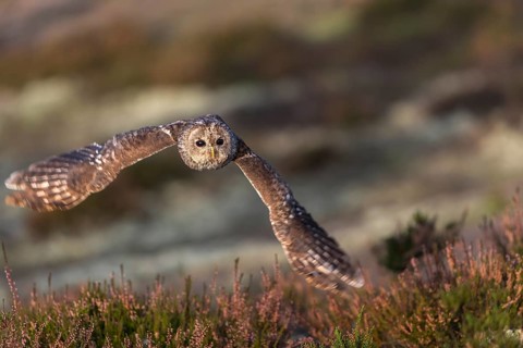 One tawny owl or brown owl (Strix aluco) flying over heather near a forest. Forest in the
