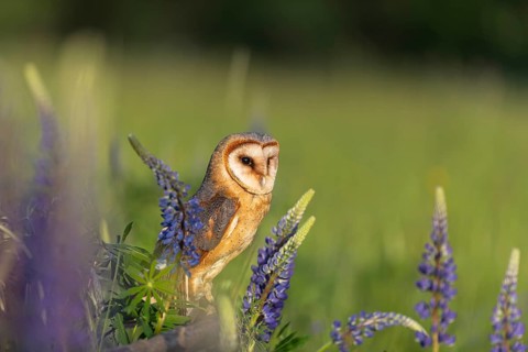 One barn owl (Tyto alba) sitting on a branch lying in a field of flowering lupines in late evening