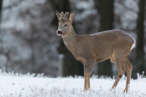 Roe deer standing in hoar frosted dead stinging nettle at minus 15 °C. Trees in background