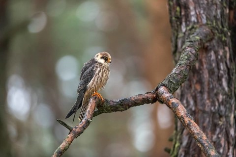 One female red-footed falcon (Falco vespertinus) sitting on a branch of a tree in a forest. Green