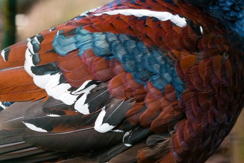 Hume's pheasant (Syrmaticus humiae), also known as bar-tailed pheasant, a detailed study of a adult