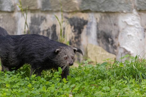 One binturong (Arctictis binturong), or bearcat walking over green grass with rocks in the