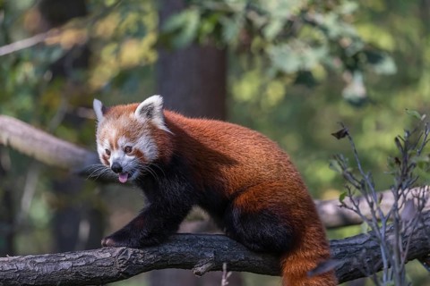 One red panda, Ailurus fulgens, walking on a branch high in a tree on a sunny day