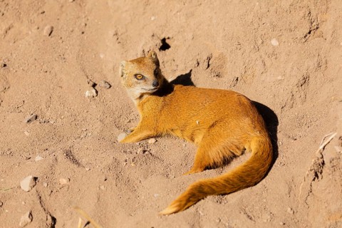 One yellow mongoose, Cynictis penicillata, or red meerkat resting on sand, eyes open
