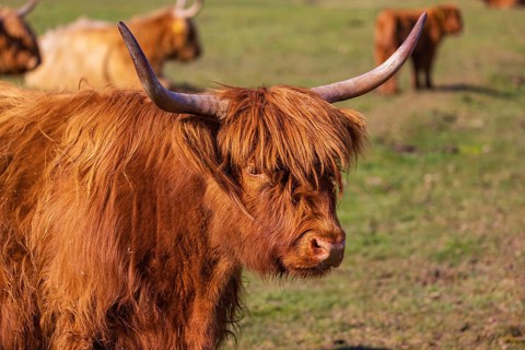 One Highland cow (Bos (primigenius) taurus) stands on a meadow. Some more in the background rest on