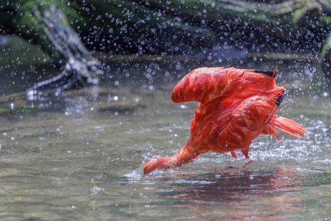A scarlet ibis (Eudocimus ruber) stands bathing in the shallow water of a riverbank. Water splashes