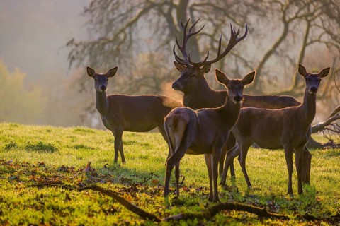 A herd of red deer hind and a stag (Cervus elaphus) stand backlit on a meadow. Early morning light