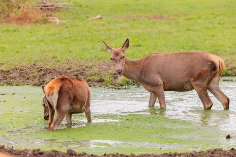 A red deer hind (Cervus elaphus) and her calf stand in a puddle in a meadow and drink