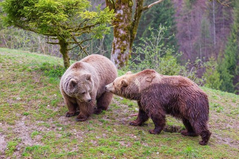 A female and a male eurasian brown bear (Ursus arctos arctos) meet each other the first time on a