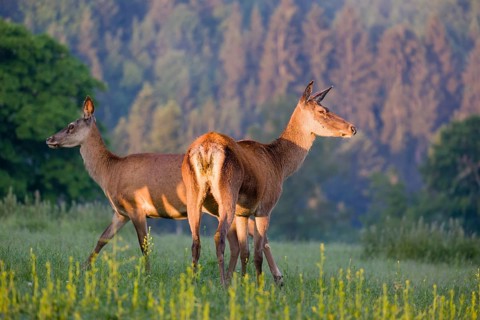 Two Altai maral hinds, Altai wapiti or Altai elk (Cervus canadensis sibiricus) stand in a meadow in