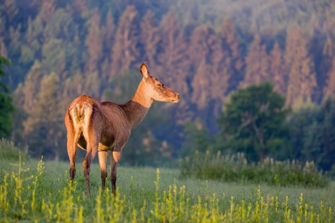 An Altai maral hind, Altai wapiti or Altai elk (Cervus canadensis sibiricus) stands in a meadow in