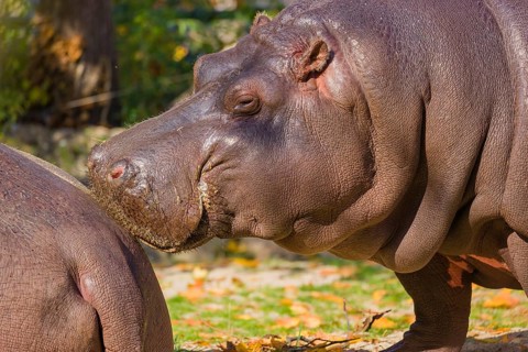 Two hippopotamus or hippo (Hippopotamus amphibius), standing on a river bank