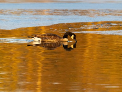 Canada goose (Branta canadensis), adult bird, swimming across a partially frozen lake with its