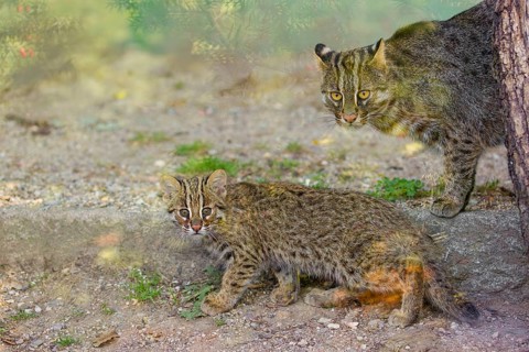 A 3 month old Amur Leopard Cat, Prionailurus bengalensis euptilurus with its mother walk across dry
