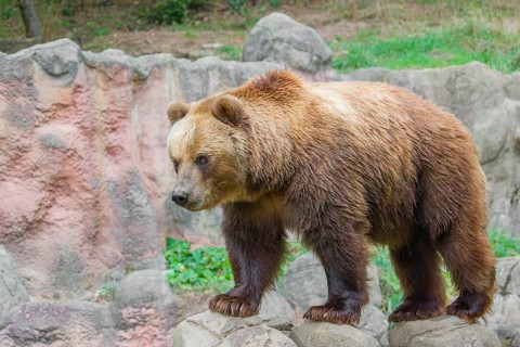 A Kamchatka brown bear (Ursus arctos piscator) runs across rocky terrain