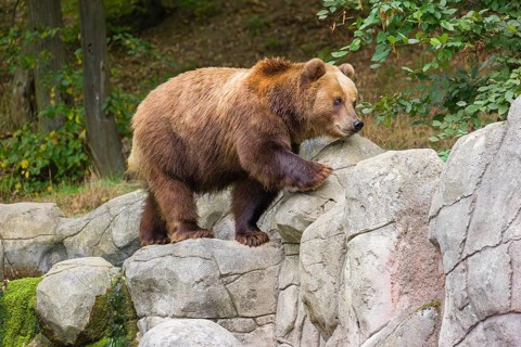 A Kamchatka brown bear (Ursus arctos piscator) runs across a rocky area in front of a forest