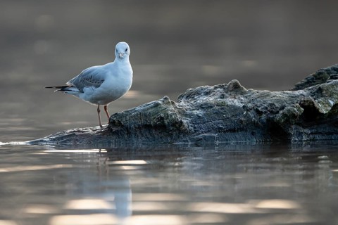 Black-headed Black-headed Gull (Chroicocephalus ridibundus), in a sable plumage, resting on a