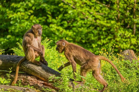 A male Gelada (Theropithecus gelada), or bleeding-heart monkey sits on a log lying in dense green