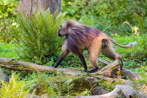 One male Gelada (Theropithecus gelada), or bleeding-heart monkey balancing on a log. A green forest