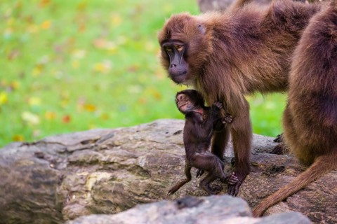 A baby Gelada (Theropithecus gelada), or bleeding-heart monkey, stays in close contact to his
