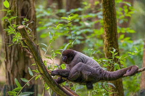A common woolly monkey, brown woolly monkey, or Humboldt's woolly monkey (3) (Lagothrix