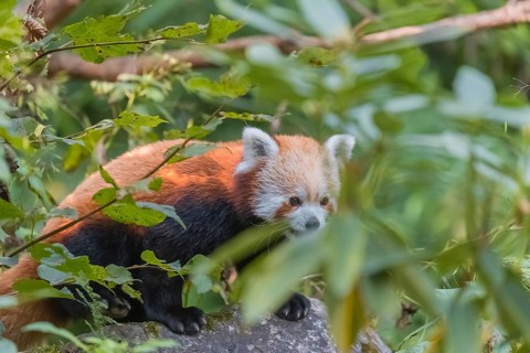 One red panda, Ailurus fulgens, sitting on a rock. Fresh green vegetation in the background