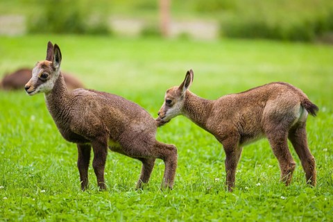 Two young chamois (Rupicapra rupicapra) are standing on a fresh green meadow. One sniffs at the
