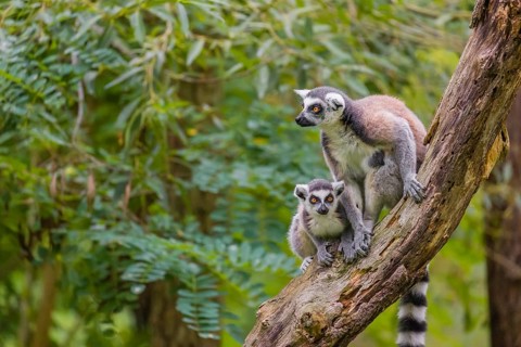 Two ring-tailed lemurs (Lemur catta) sit high up on a branch of tree