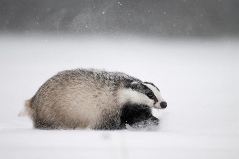 Badger in the snow, Wittlich, Rhineland-Palatinate, Germany, Europe