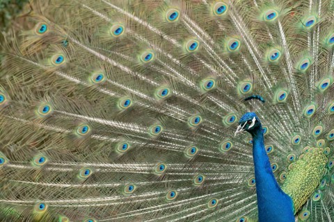 Indian peafowl or Peacock (Pavo cristatus) adult male bird displaying showing its tail feathers,