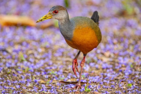 Grey-necked wood rail (Aramides cajanea) Pantanal Brazil