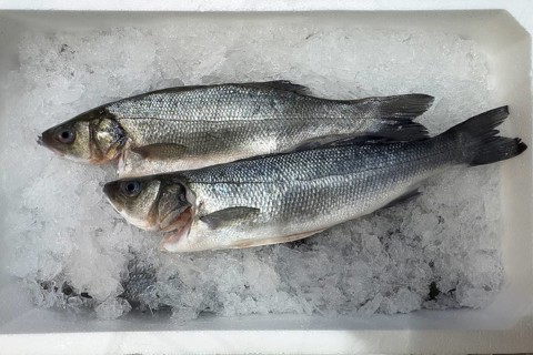 Sea bass (Dicentrarchus labrax) on ice in refrigerated counter fish counter display of fishmonger
