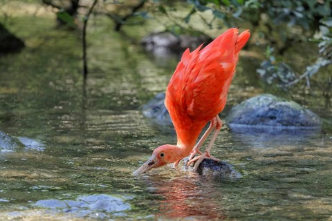 A scarlet ibis (Eudocimus ruber) stands on a stone lying in the shallow water of a riverbank and