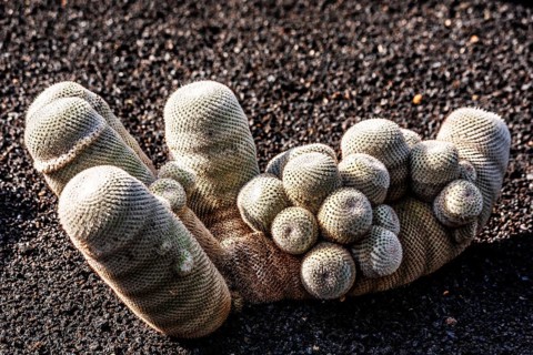 2016, Guatiza, Lanzarote, Jardin de Cactus by Cesar Manrique, ESP, Spain, Canary Islands, Canary
