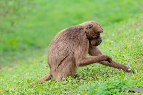 A female Gelada (Theropithecus gelada), or bleeding-heart monkey sits in a green meadow and