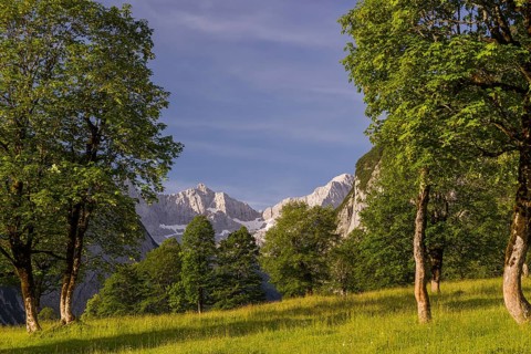 Sycamore maple trees, Acer pseudoplatanus, in summertime. Mountains in the background. Nature