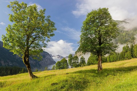 Sycamore maple trees, Acer pseudoplatanus, in summertime. Mountains in the background. Nature