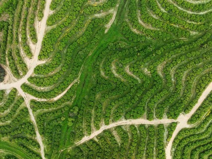 Cultivated orange trees (Citrus sinensis) and network of agricultural roads. Aerial view. Drone