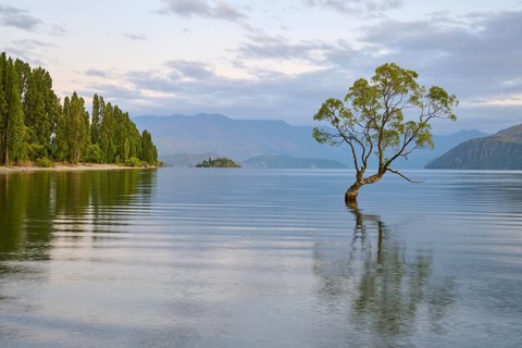 A tree stands in a peaceful blue lake with mountains in the background, summer, Lake Wanaka,