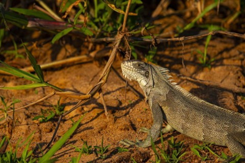 Green iguana (Iguana iguana) Pantanal Brazil